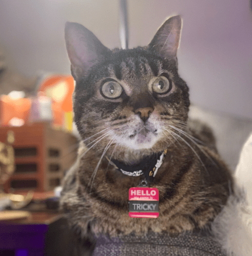 A photo of the author's cat, a brown and black tabby with white muzzle and green eyes, sitting on the arm of a sofa looking slightly off into the distance. The cat is wearing a black collar and a pink tag that says Hello my name is Tricky.